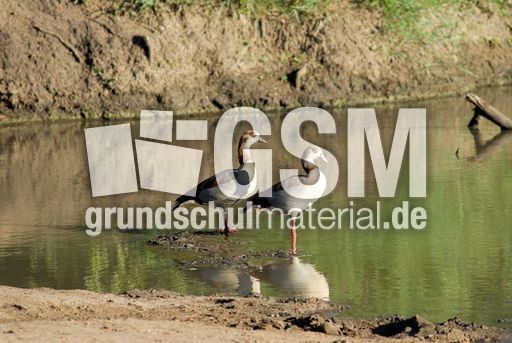 Nilgans (1 von 4).jpg